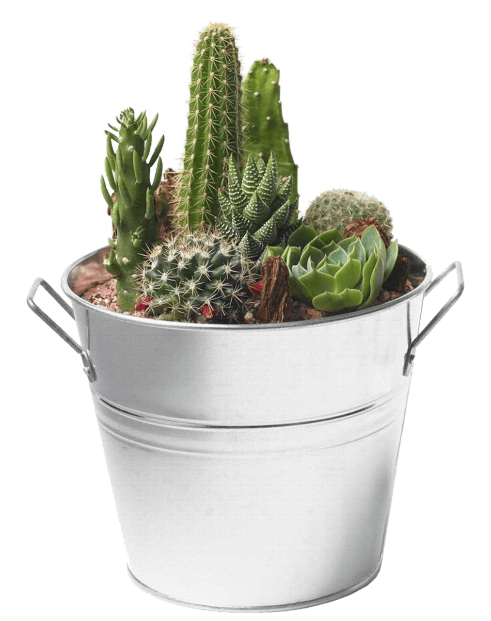 Cactus clipart logo