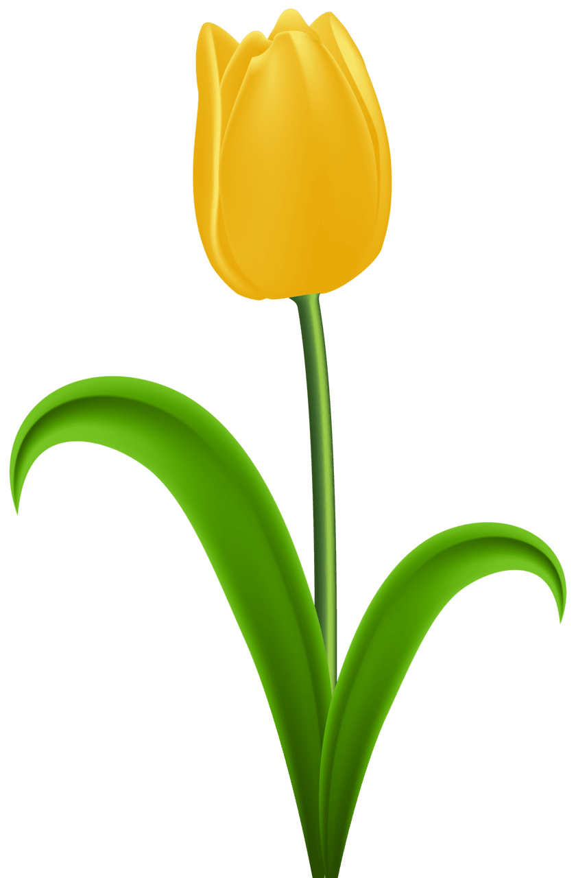 Plant yellow tulip clipart clip art