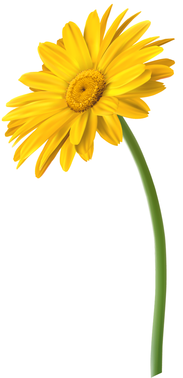 Daisy yellow gerbera flower clipart image