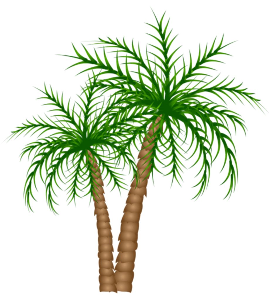 Palm tree rvores coqueiro imagens moldes clipart