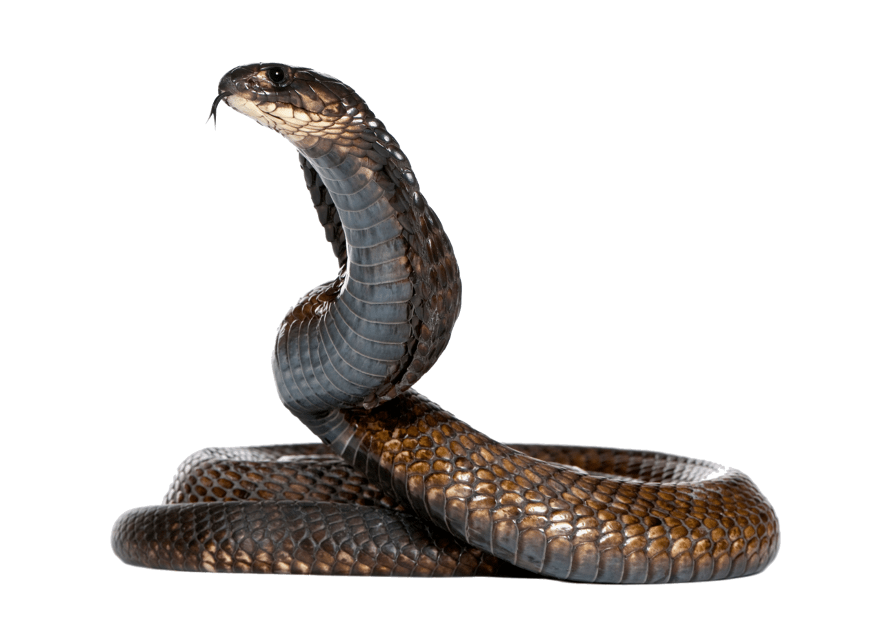 Snake clipart photo 2