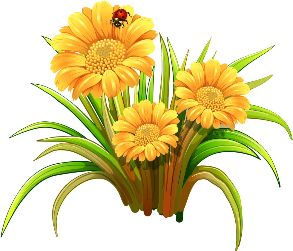 Daisy hd flower clipart picture