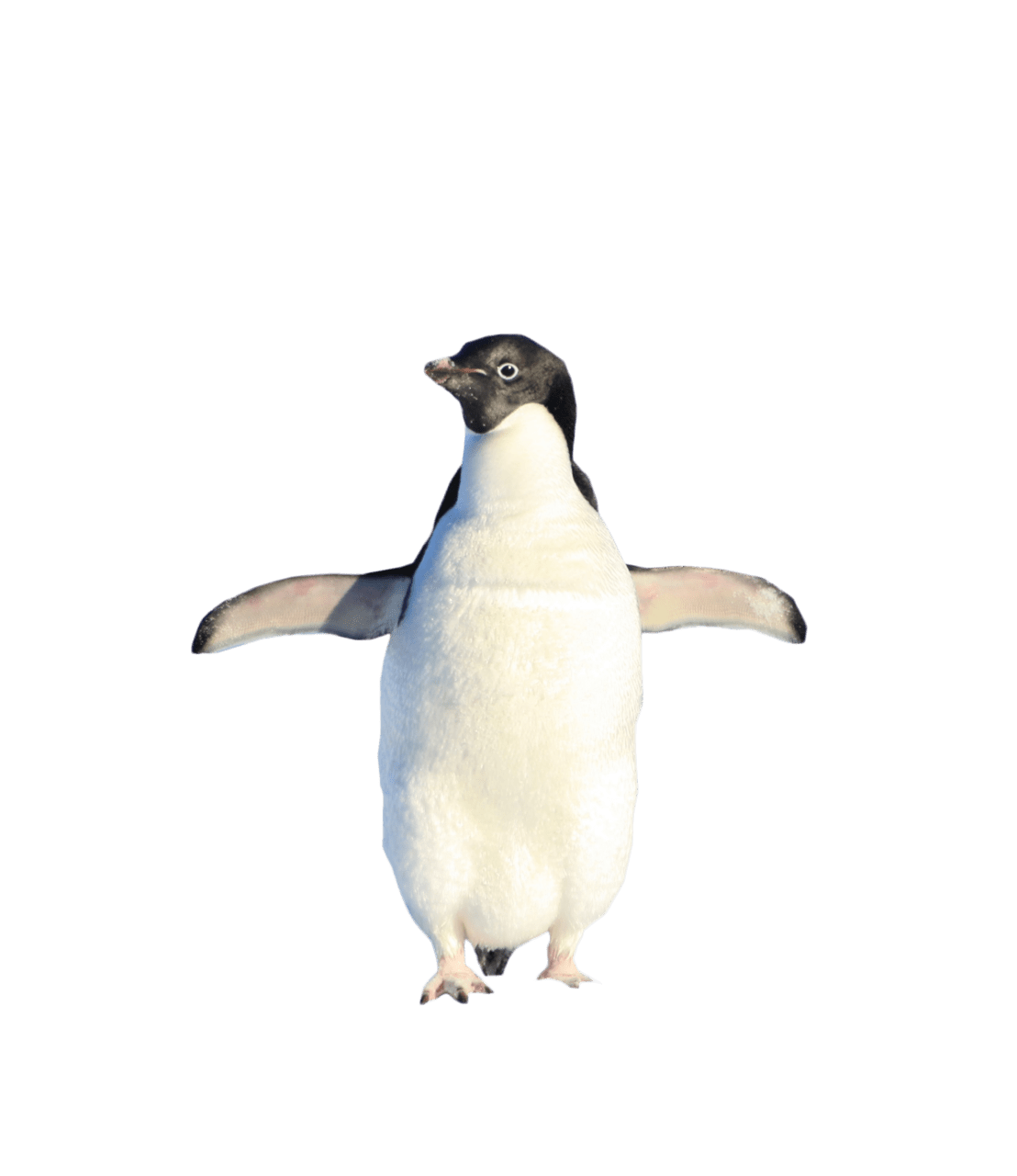 Penguin standing image animals photoshop clipart