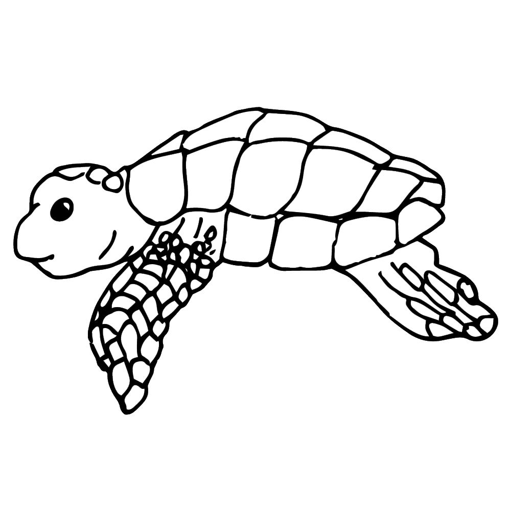 Turtle large clipart animal sea background