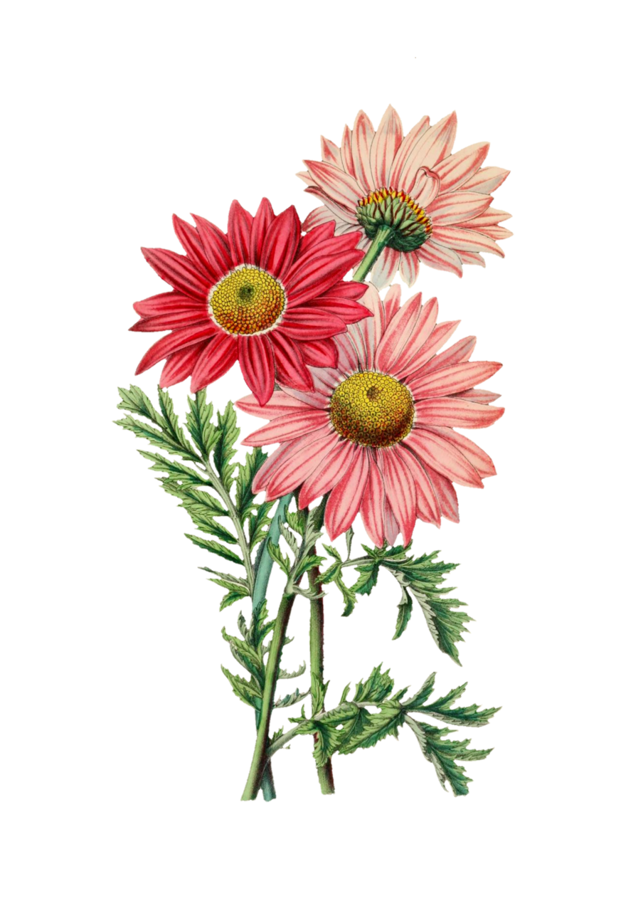 Daisy flower blossom vintage art photo pictures clipart