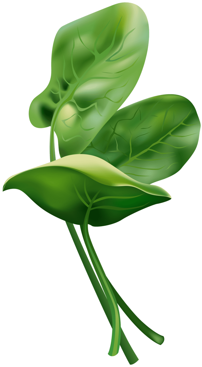 Leaf clover spinach clipart image