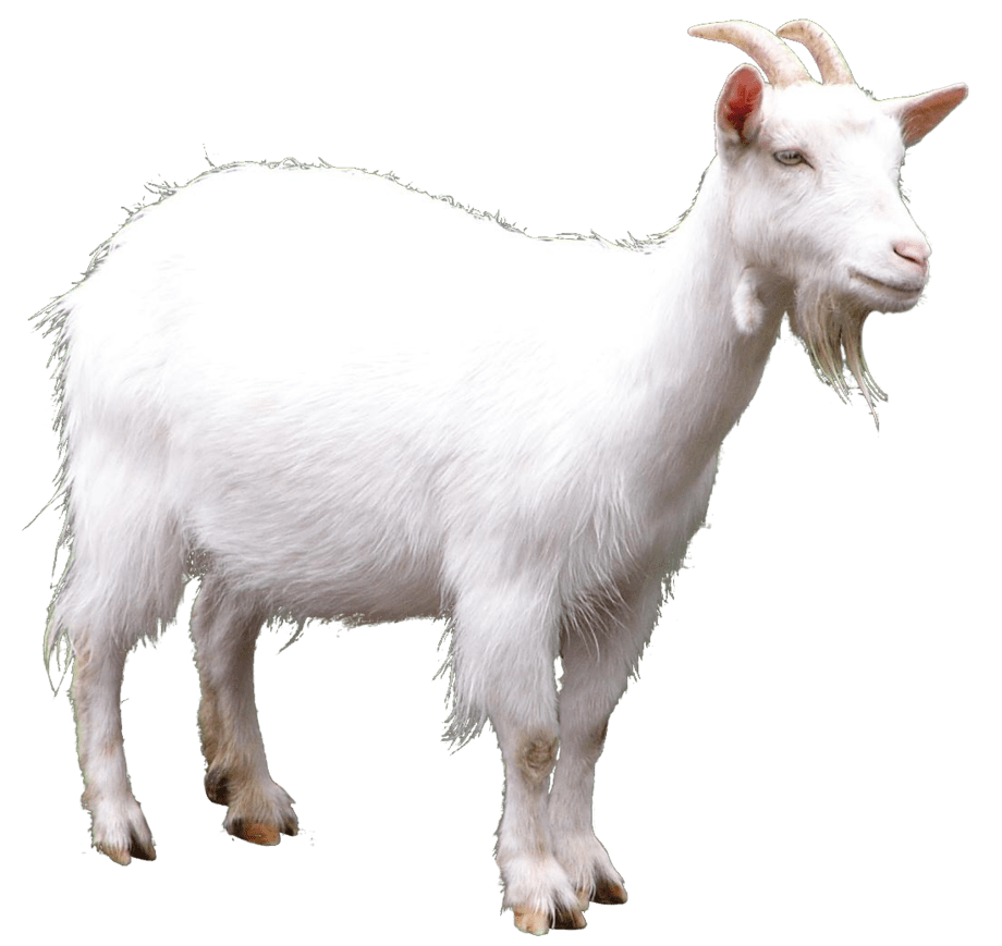 Goat pin page clipart picture