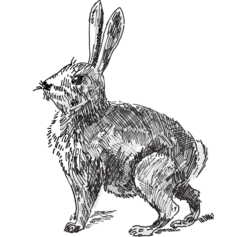 Rabbit book roundup this week little and have been exploring the world of here are books that we enjoyed clipart clip art