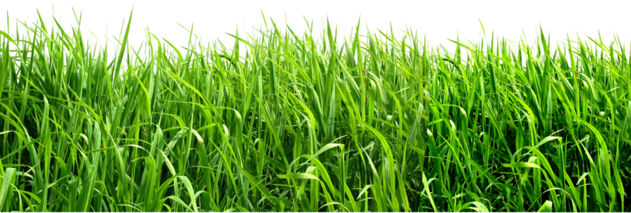 Grass pin page clipart free 2