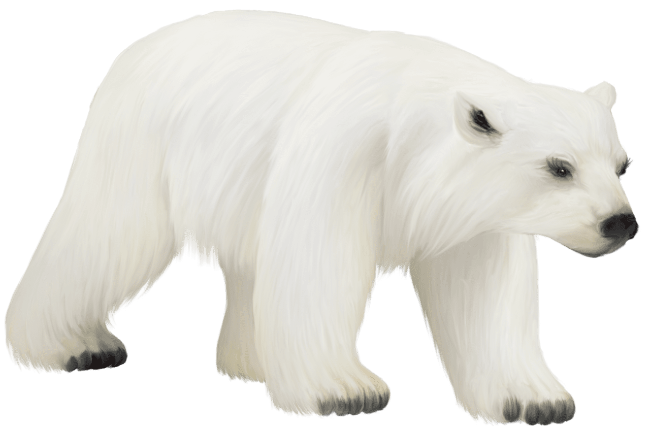 Polar bear clipart vector graphics image