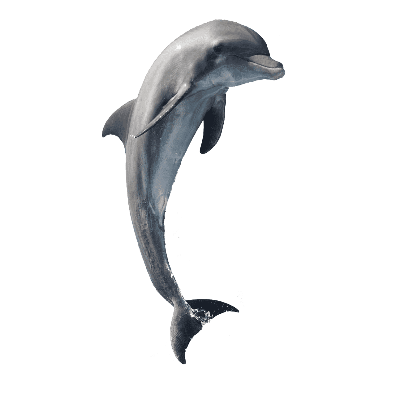 Dolphin baiji images hd photo clipart 2