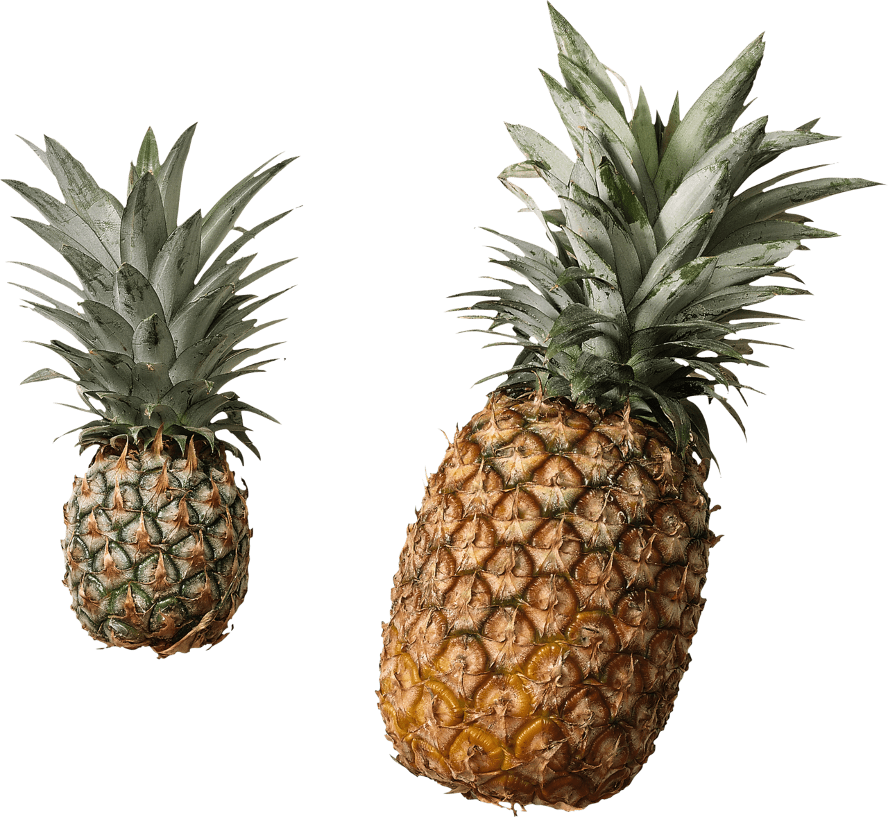 Pineapple pinapples clipart image