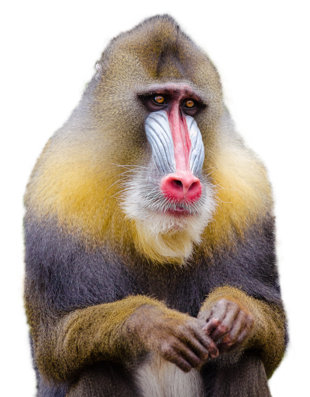 Mandrill monkey clipart background