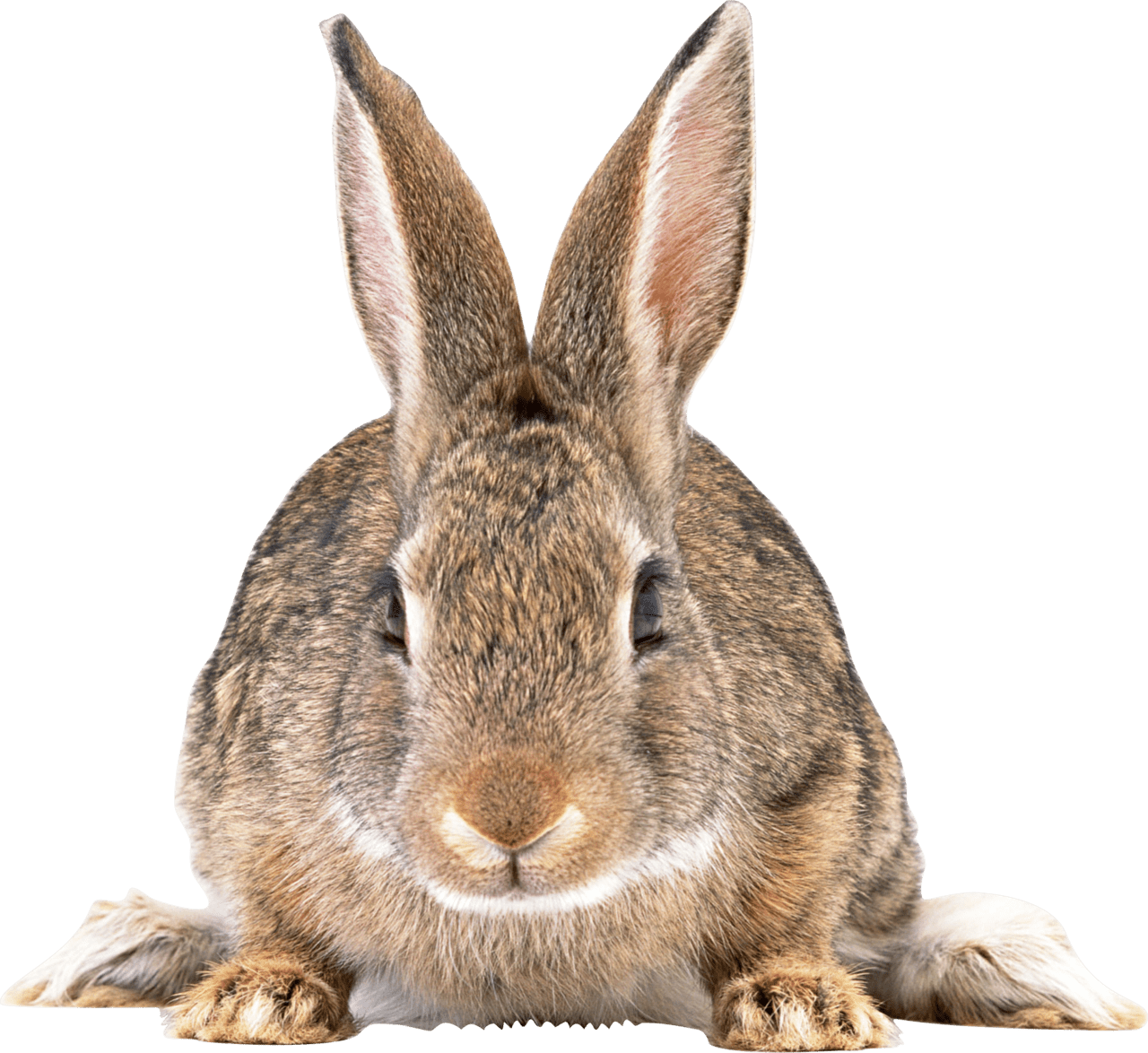 Rabbit images pictures img clipart