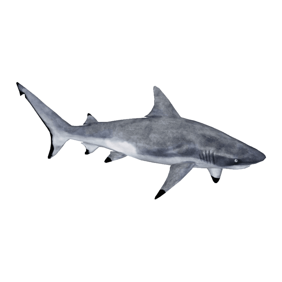 Grey reef shark images hd photo clipart