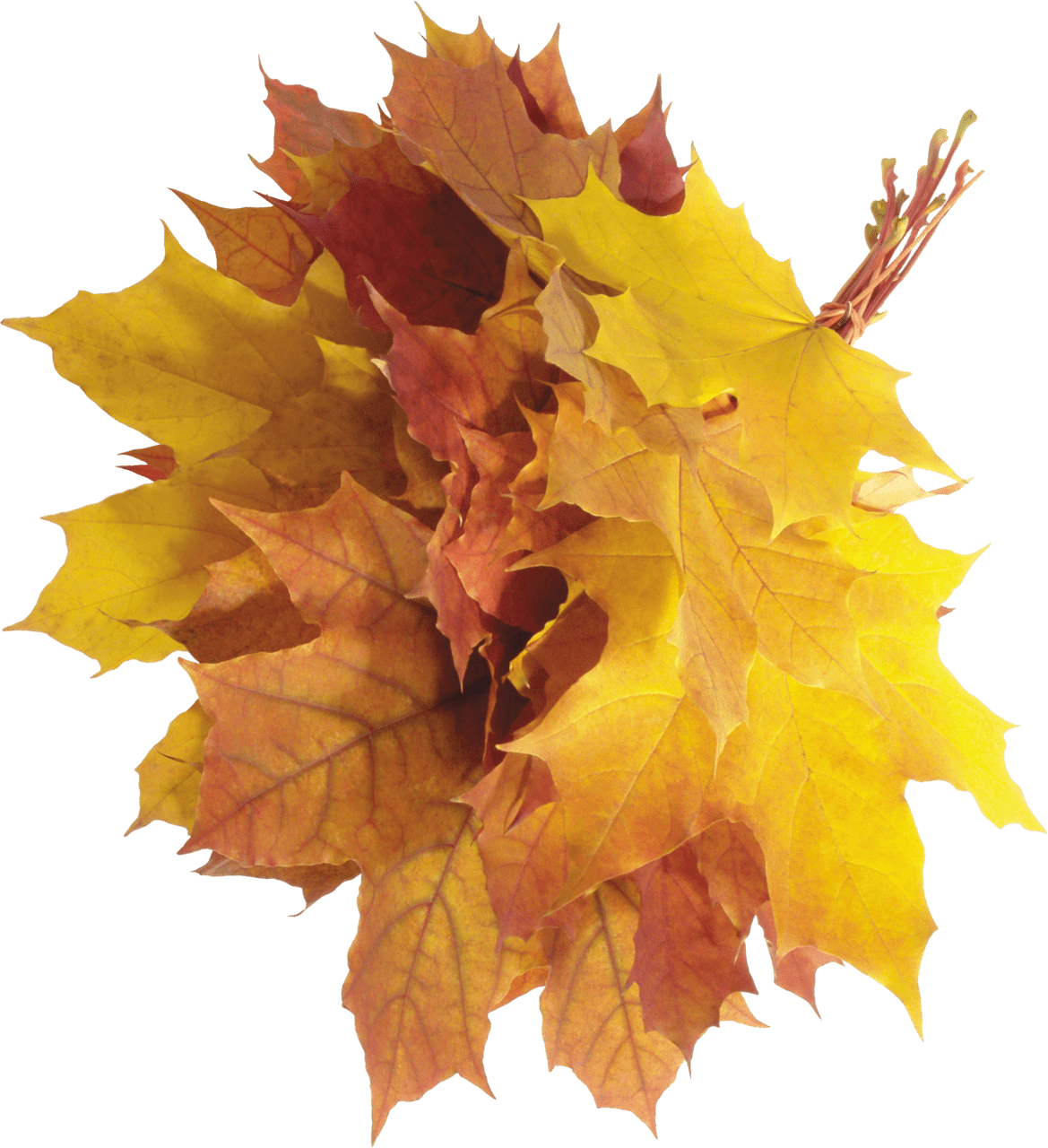 Fall leaves autumn clipart free