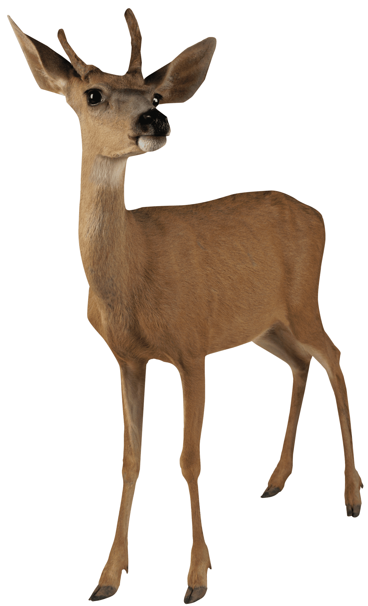 Brown deer standing clipart clip art