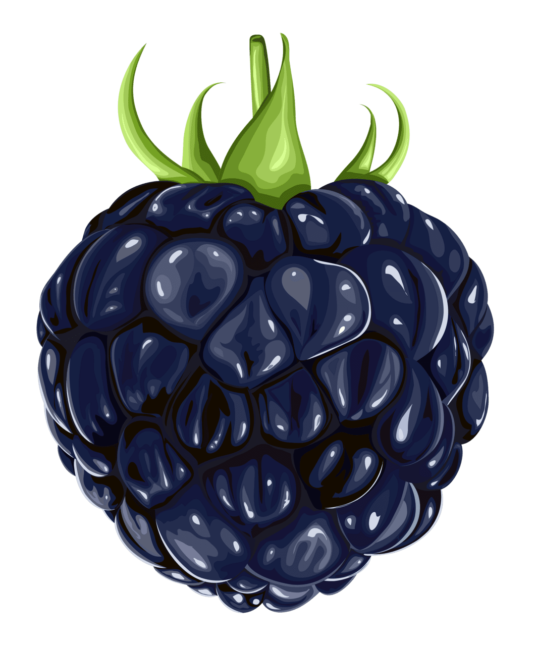 Blackberry fruit clipart vector