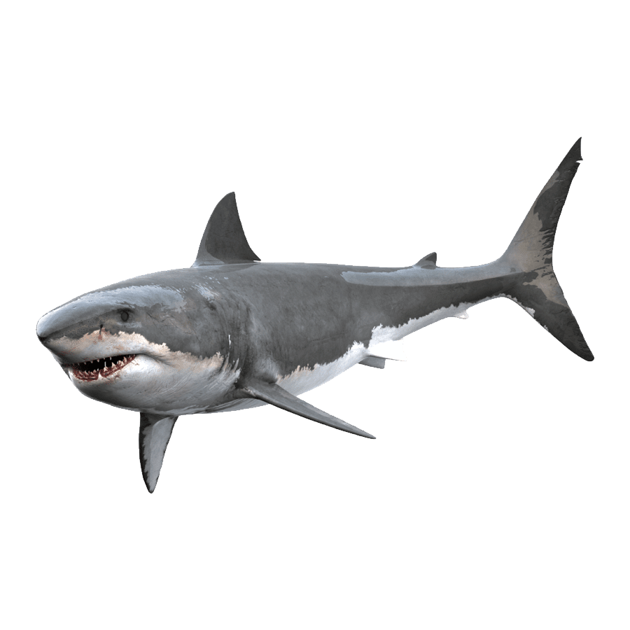 Great white shark images hd photo clipart