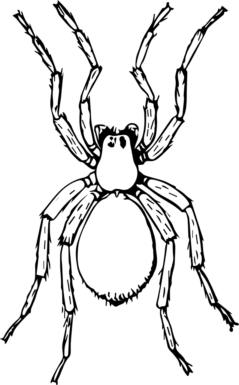 Spider animal bug insect vector graphic clipart