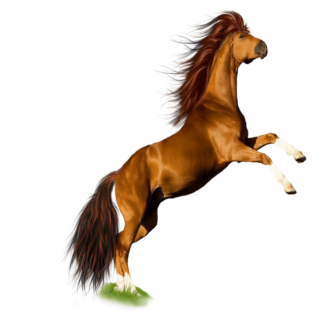 Horse images hd photo clipart