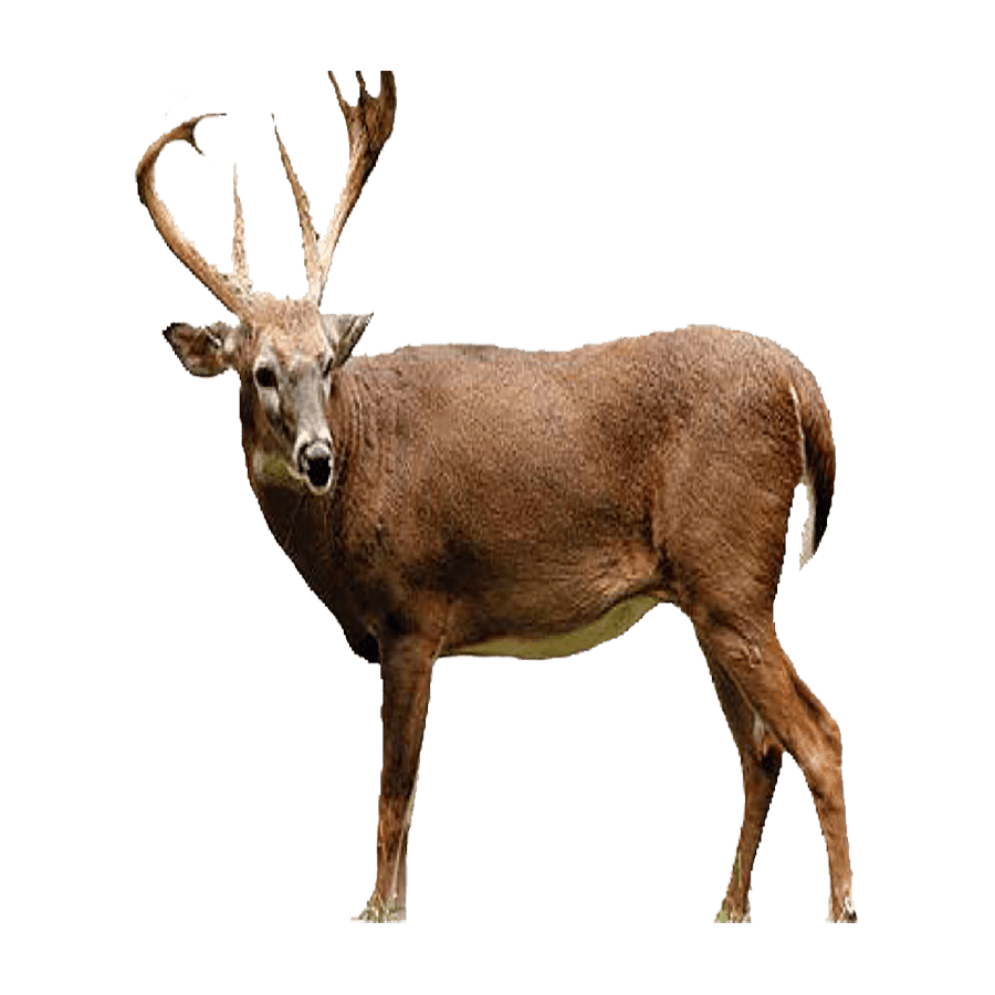 Reindeer caribou images hd photo clipart