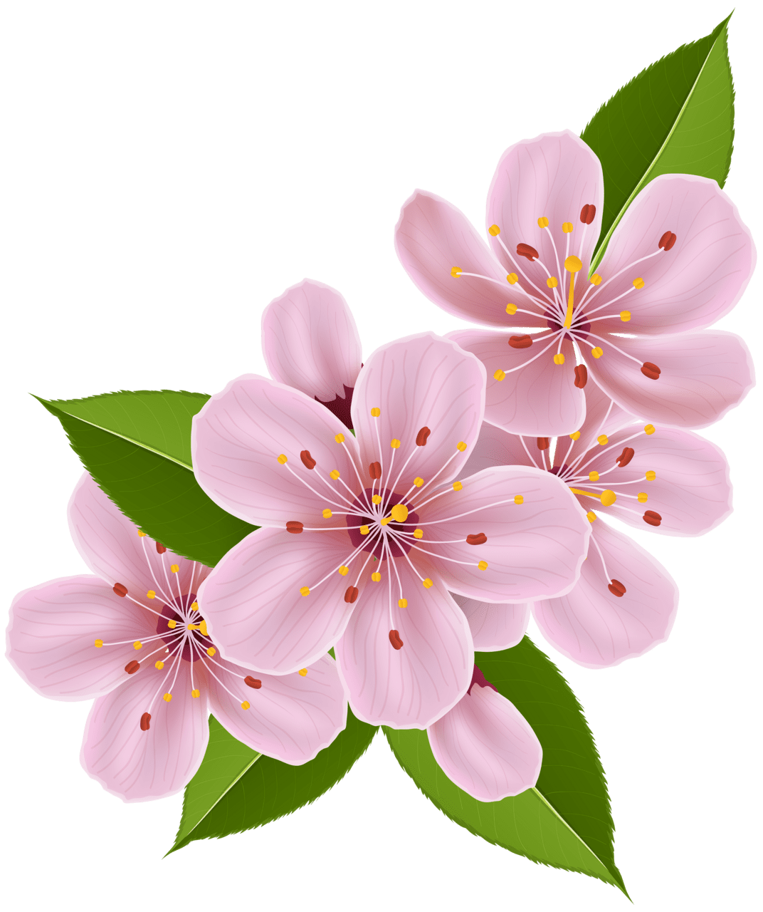 Spring cherry blossom flowers clipart image