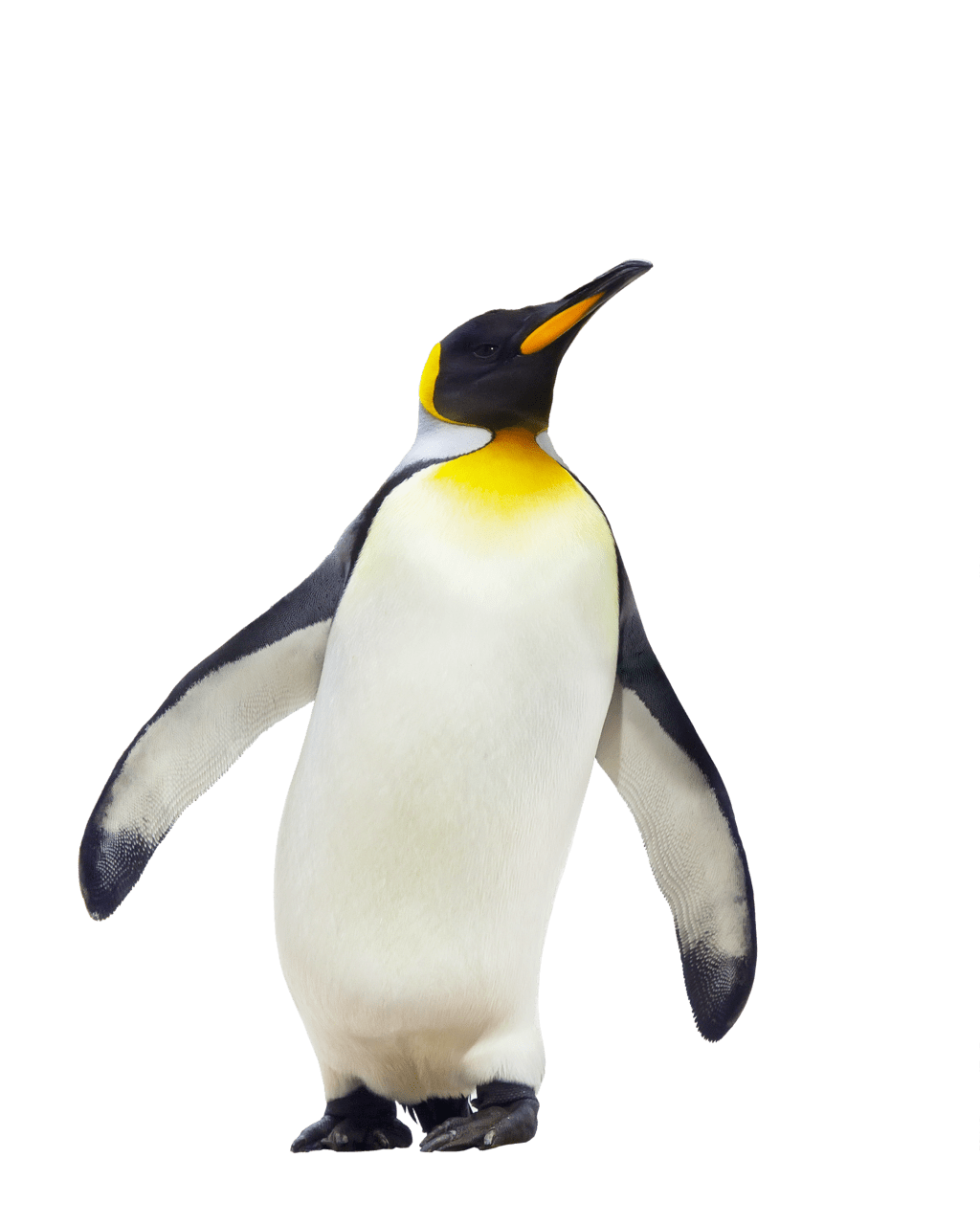 Penguin pengu walk clipart transparent