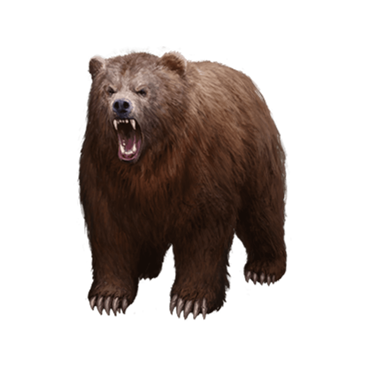 Bear images hd photo clipart 2
