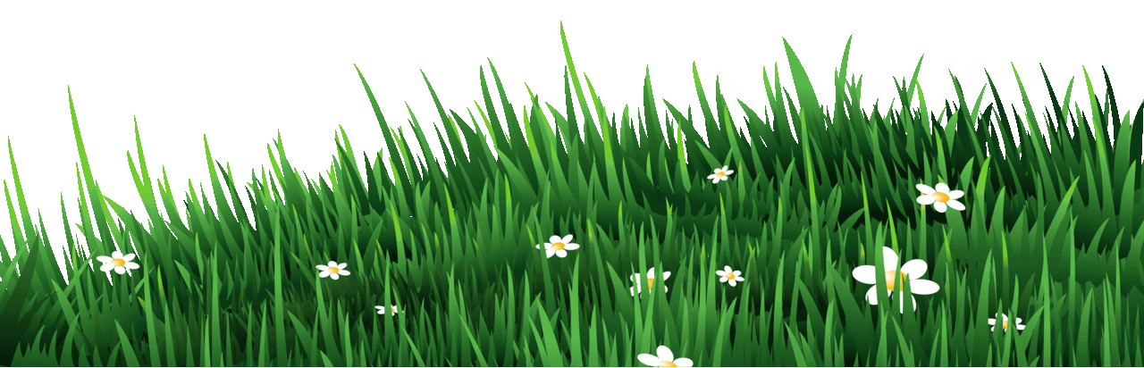 Grass with white daisies clipart image