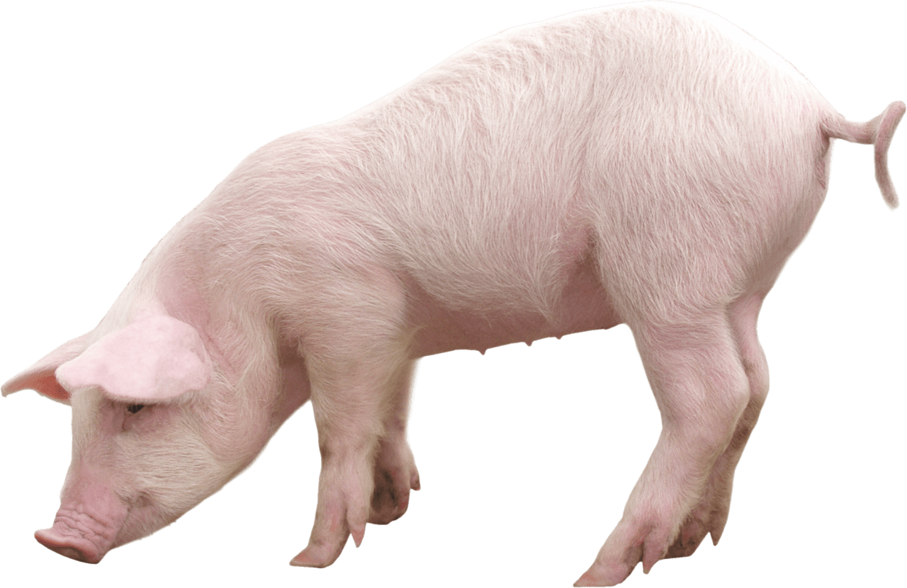 Pig image with background clipart