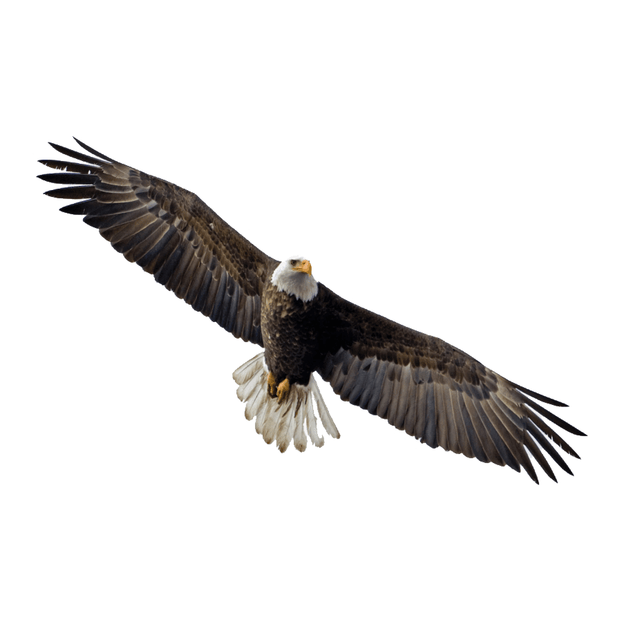 Ch eagle images hd photo clipart