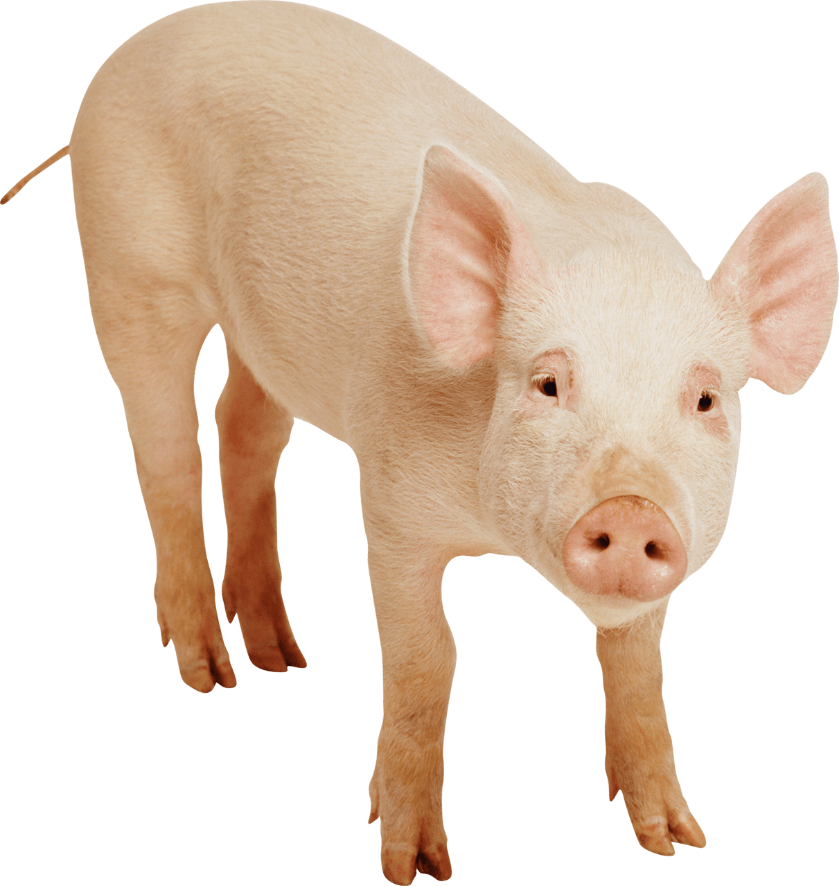 Pig hq fre img clipart photo