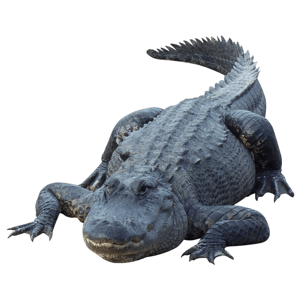 Alligator animals animal images clipart