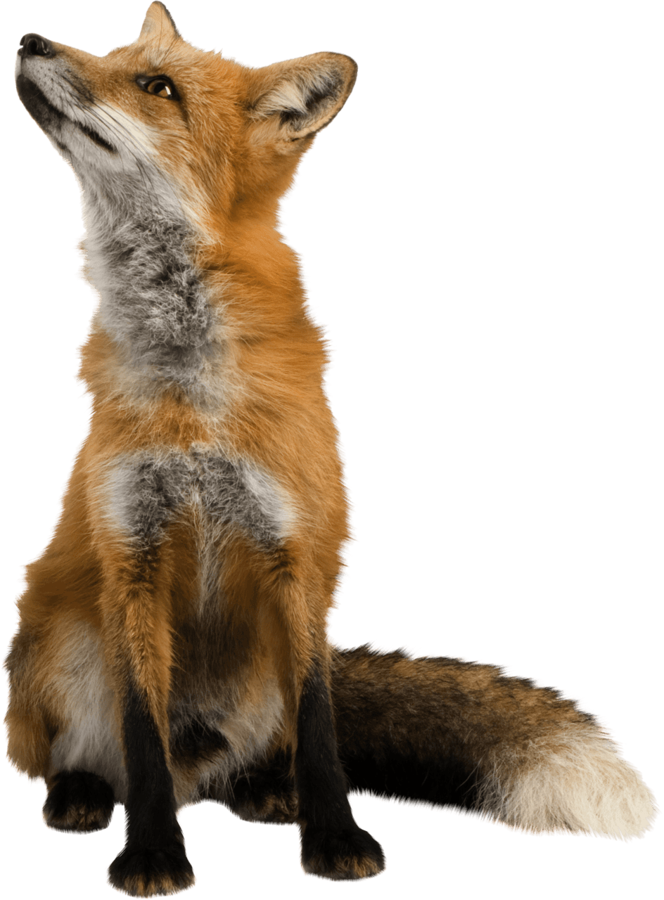 Fox looking up stic clipart photo