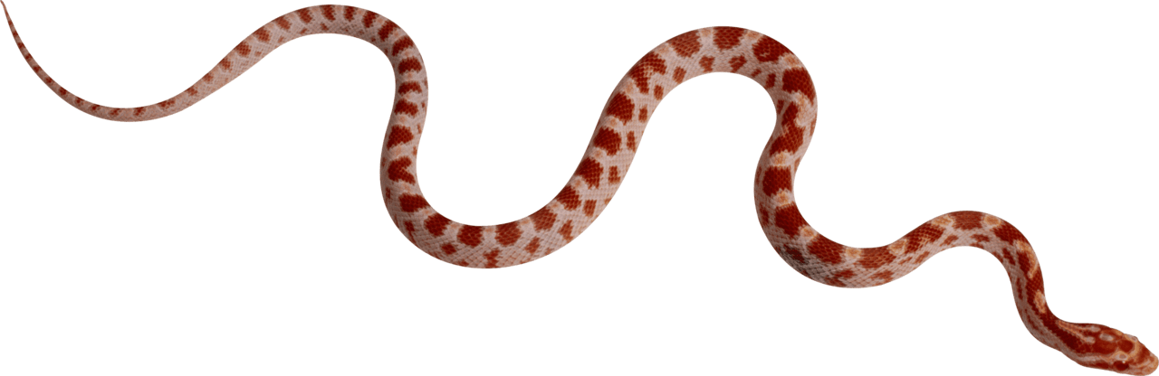 Red snake clipart free