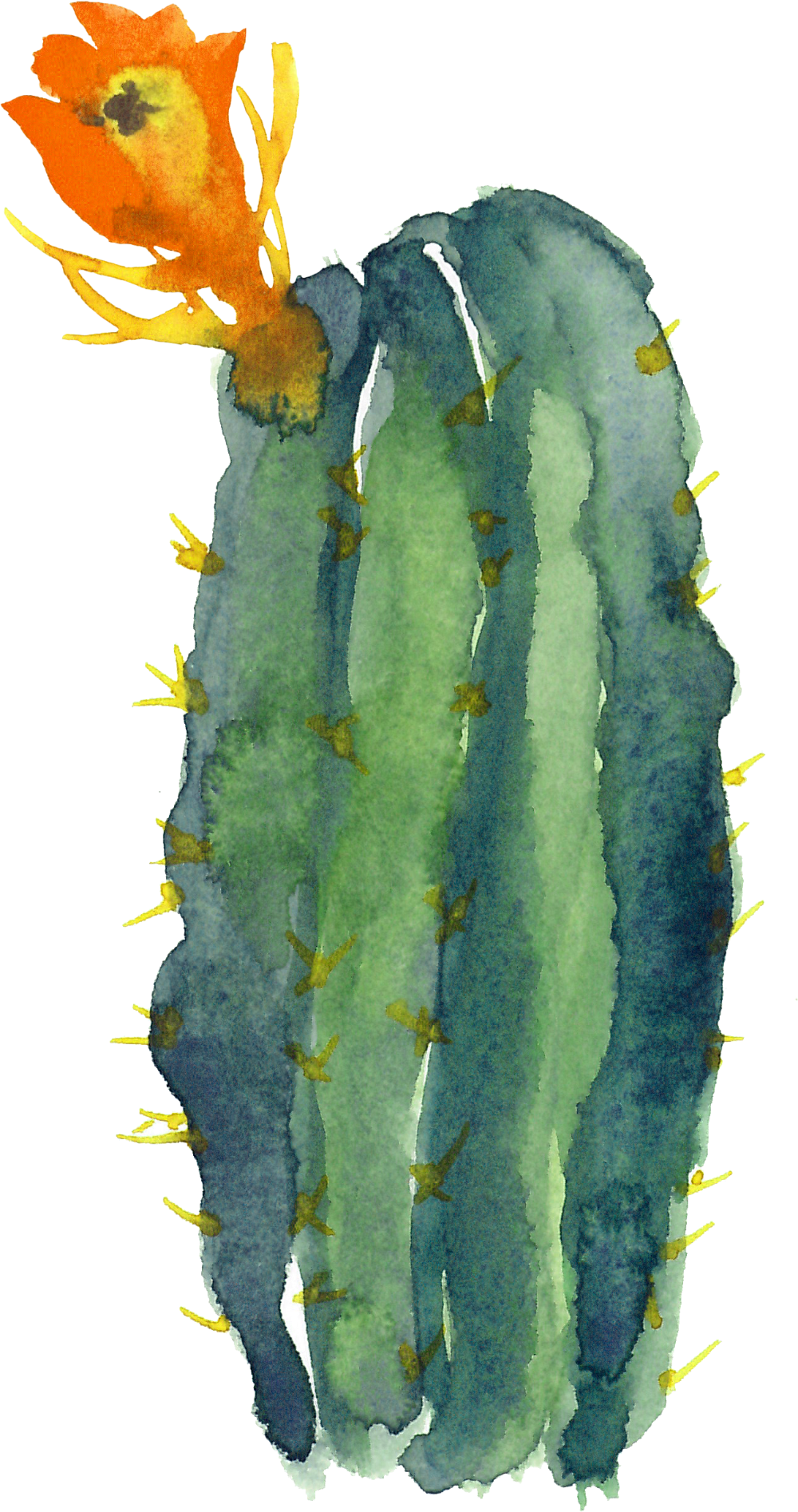 Cactus birthday card background transprent watercolor paint plant clea kis clipart