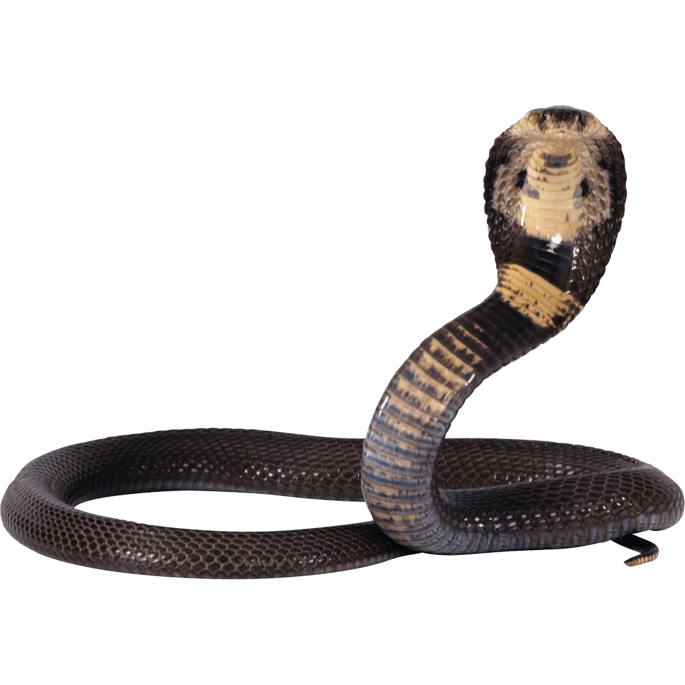 Snake cobra images hd photo clipart