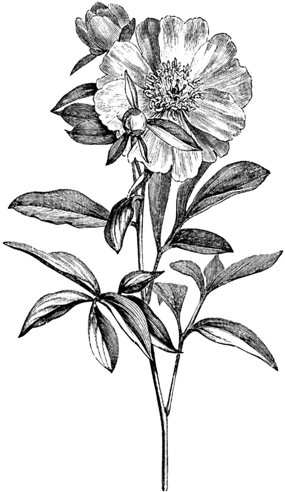 Flower black and white vintage digital stamp garden clipart clip art