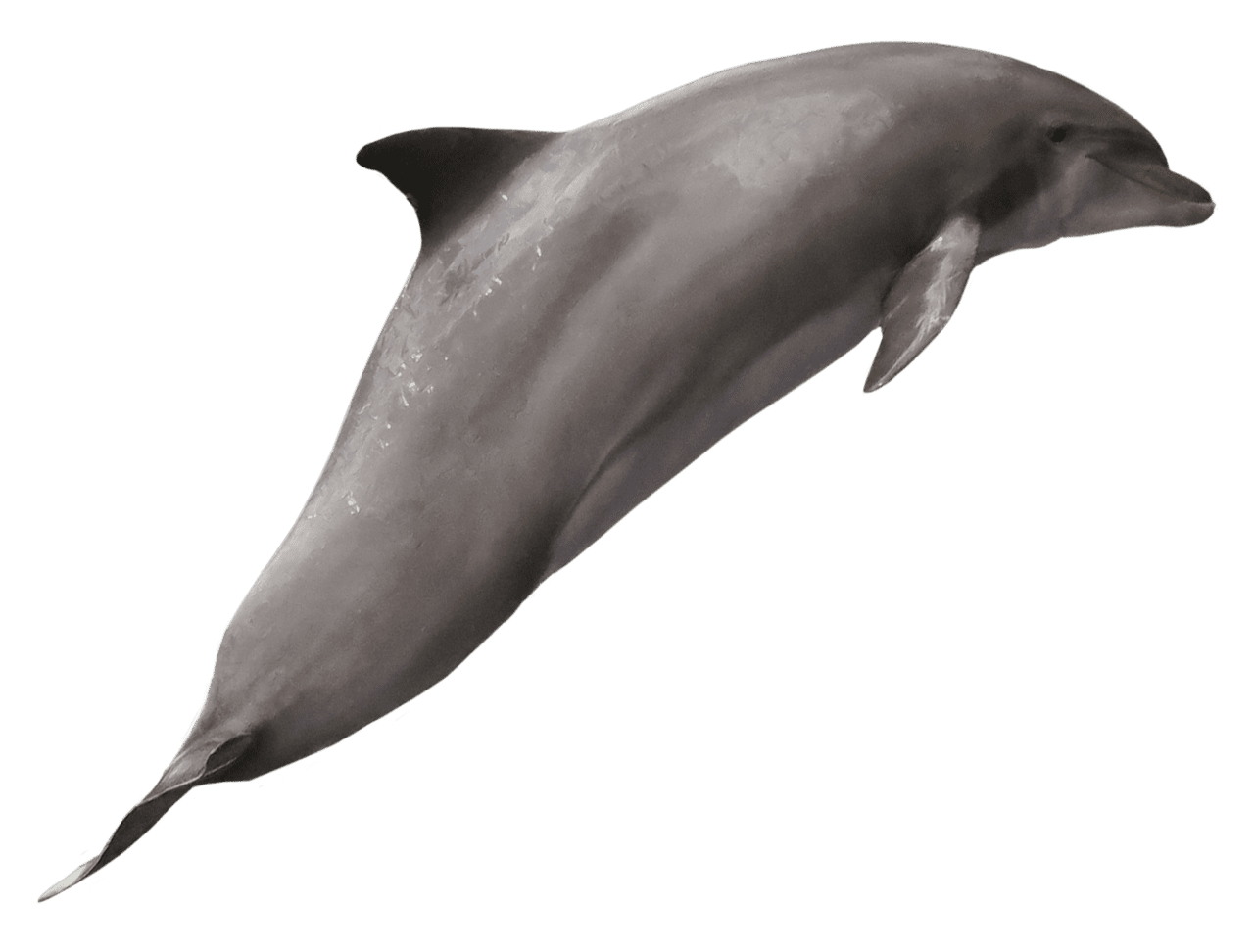 Dolphin clipart picture