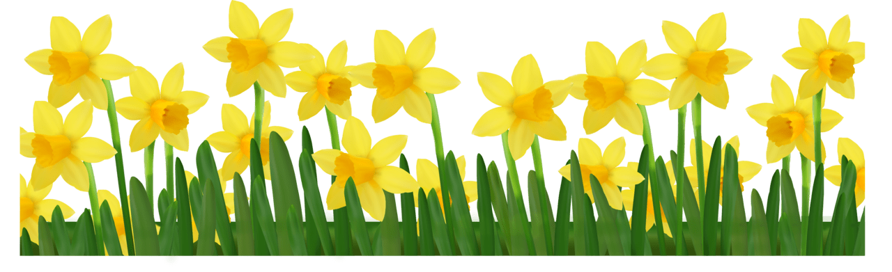 Grass with daffodils clipart picture