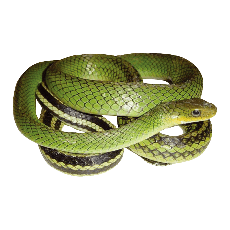 Snake green mamba images hd photo clipart