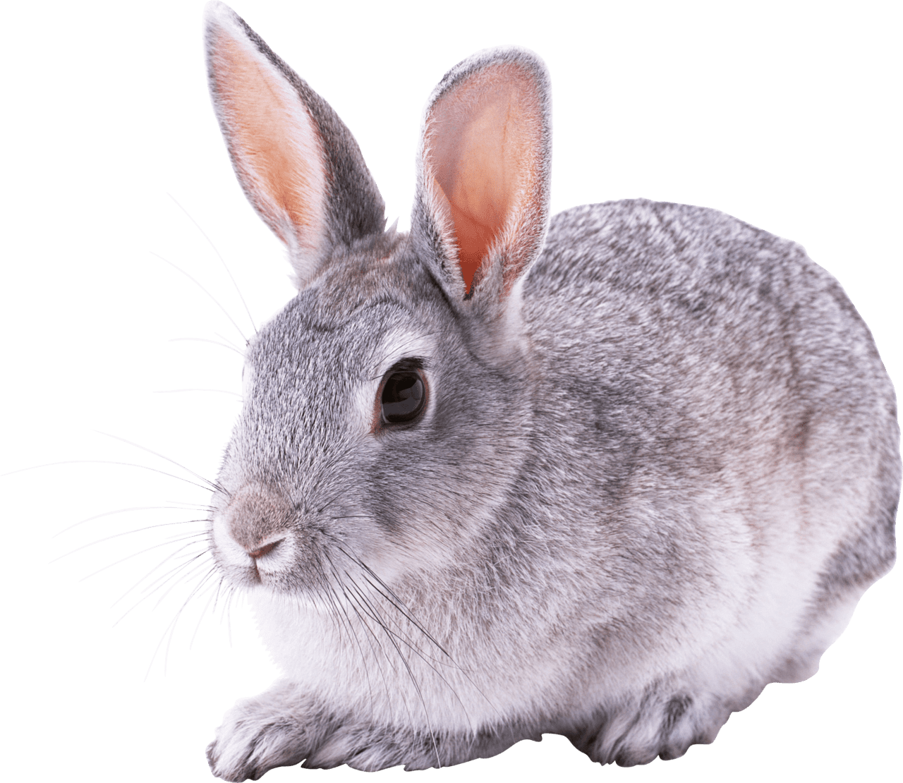 Bunny gray rabbit clipart photo