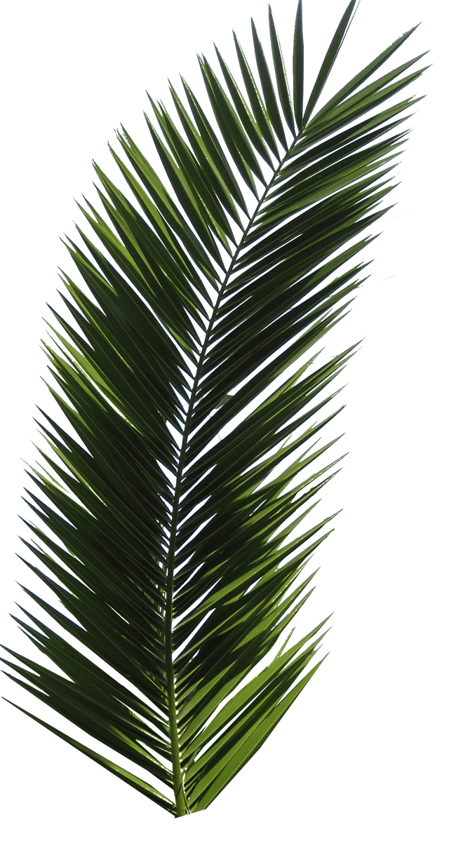 Palm tree tube vi by digitaltwist deviantart clipart clip art