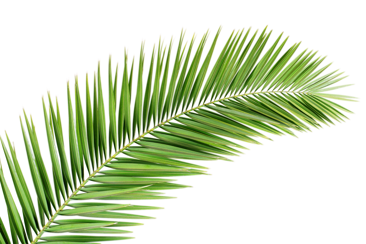 Palm tree pin page clipart logo 2