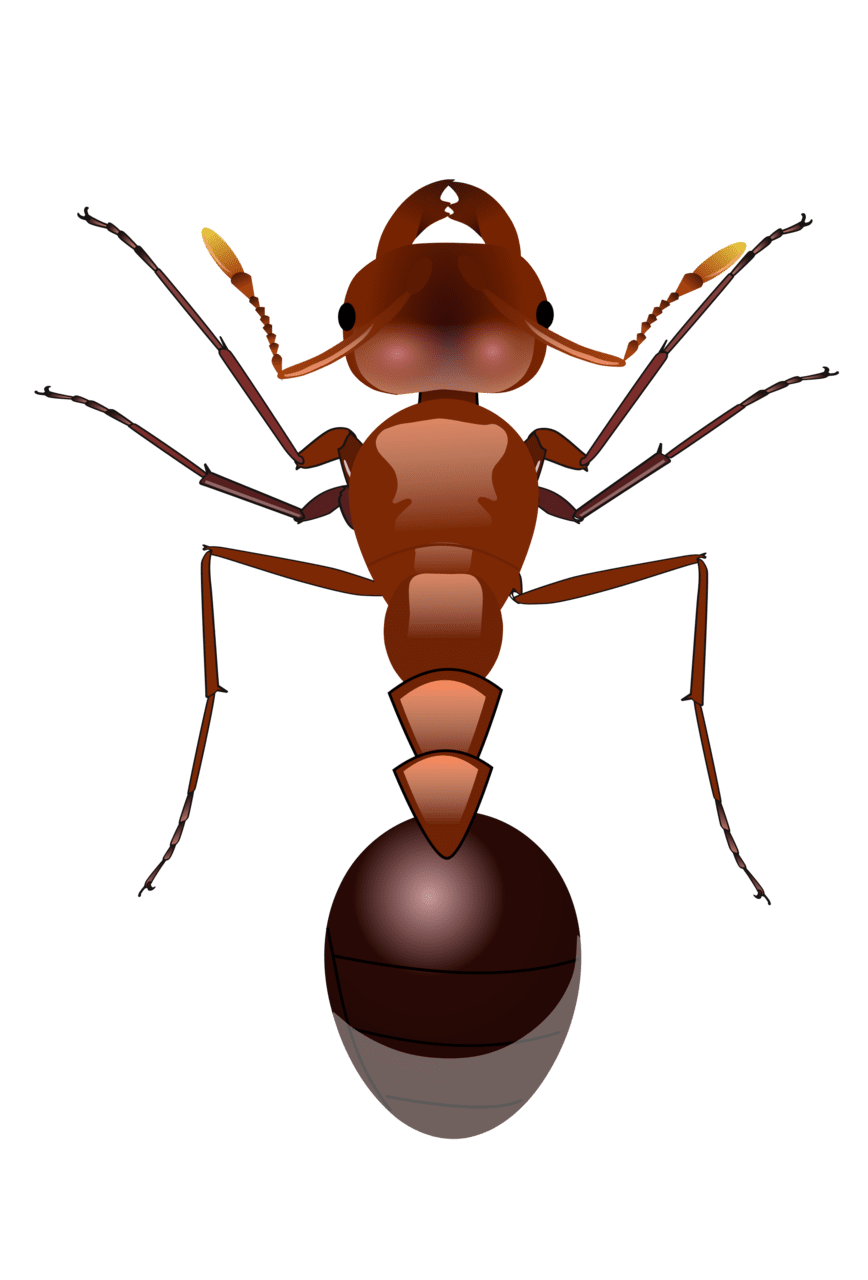 Ant clipart background 2