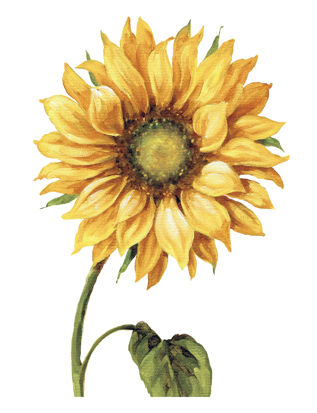 Sunflower pin page clipart free