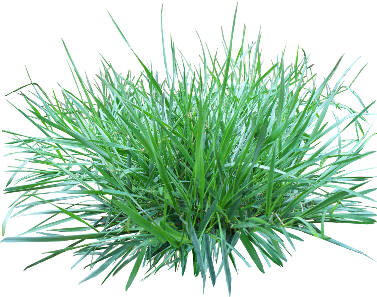 Grass image for clipart