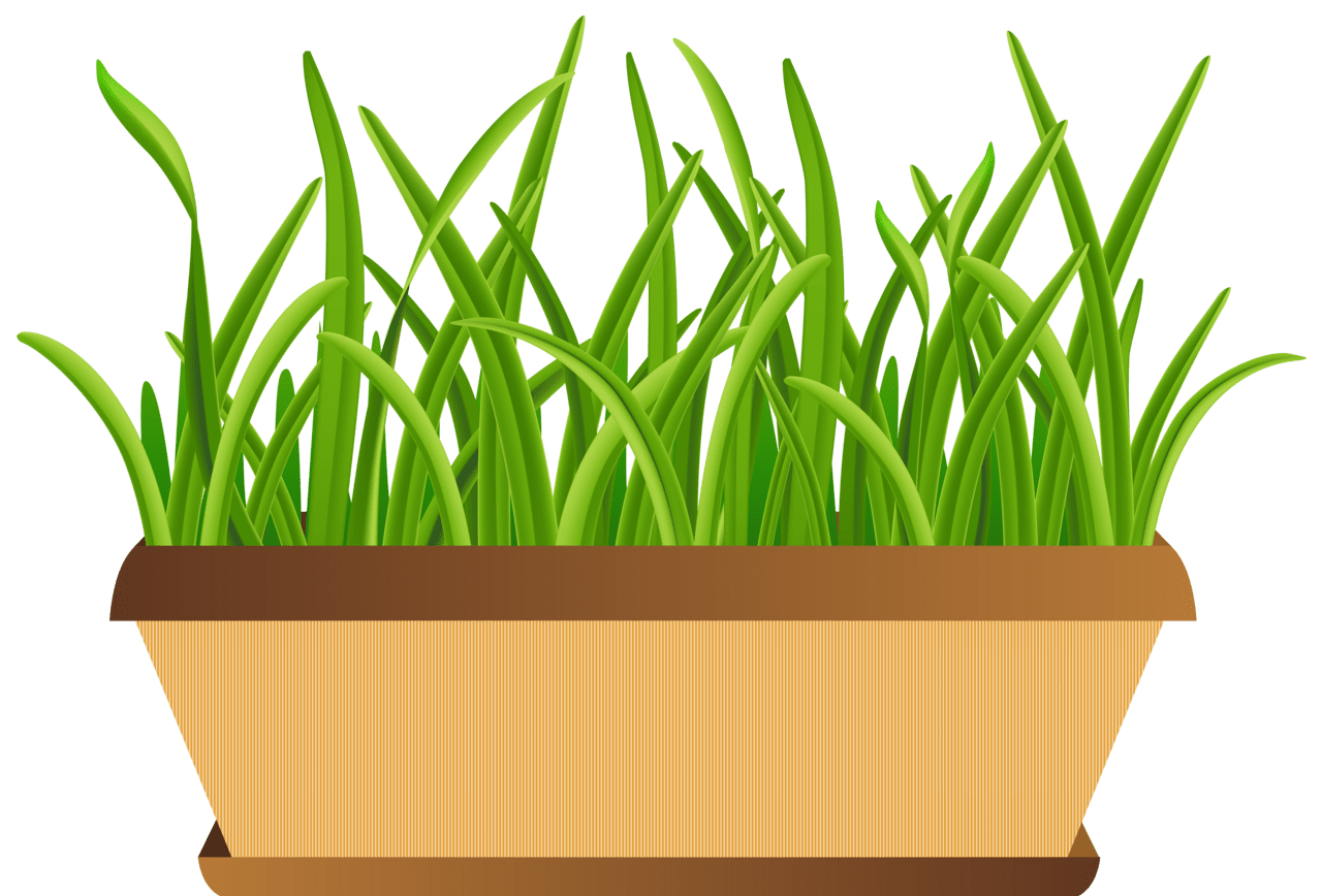 Grass flower pot clipart huge bie for powerpoint presentation berserk transparent