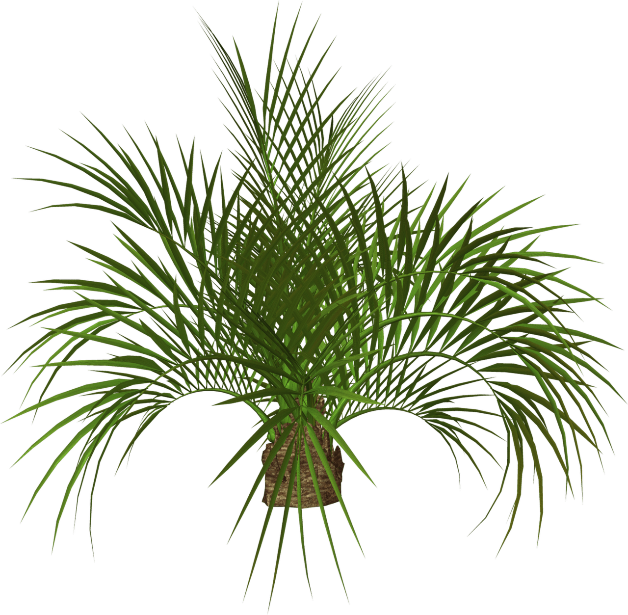 Palm tree palms trees flowers clipart suggest clip art 3